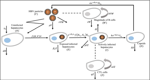 Dynamical analysis of a general delayed HBV infection model with capsids and adaptive immune response in presence of exposed infected hepatocytes