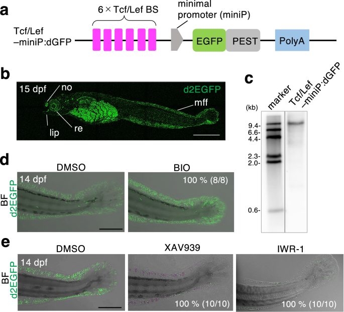 Dynamics of Wnt/β-catenin reporter activity throughout whole life in a naturally short-lived vertebrate