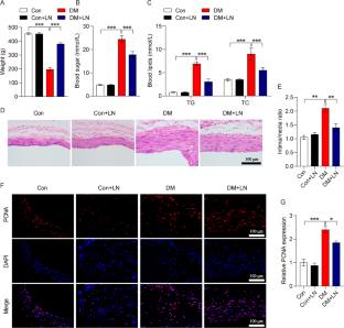 Linarin Ameliorates Restenosis After Vascular Injury in Type 2 Diabetes Mellitus via Regulating ADAM10-Mediated Notch Signaling Pathway