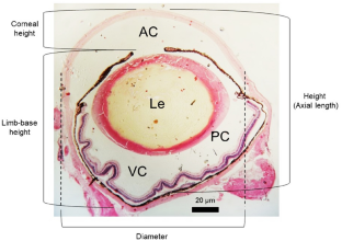 Morphology of the eyeball of Neotropical bats with different feeding habits