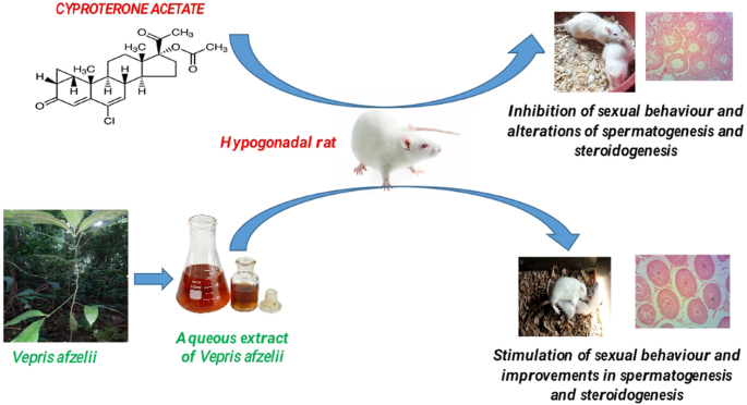 Aphrodisiac and androgenic effects of the aqueous extract of the roots of Vepris afzelii on cyproterone acetate-induced hypogonadism in rat