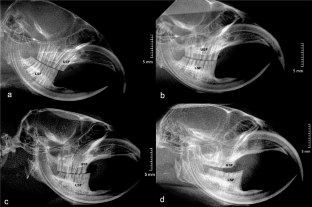 Dental radiography as a low-invasive field technique to estimate age in small rodents, with the mole voles (Ellobius) as an example