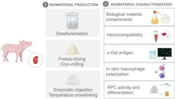 Decellularized kidney extracellular matrix-based hydrogels for renal tissue engineering