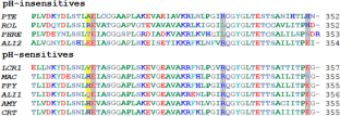 Role of Histidine 310 in Amydetes vivianii firefly luciferase pH and metal sensitivities and improvement of its color tuning properties