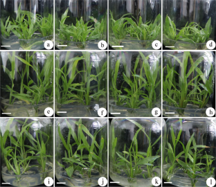 Shoot propagation, regeneration, and callus induction and differentiation, of Axonopus compressus (Swartz) Beauv