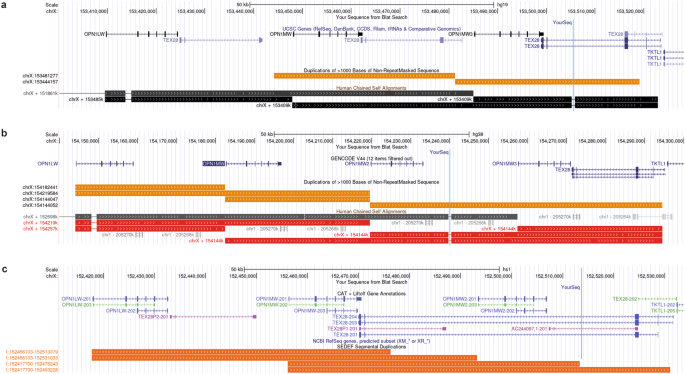 Reply to: Pitfalls in the genetic testing of the OPN1LW-OPN1MW gene cluster in human subjects