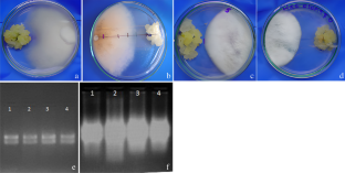 The resistance of carnation (Dianthus caryophyllus L.) to Fusarium oxysporum f.sp. dianthi is a multigene-multivariate phenomenon