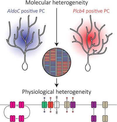 Plasticity mechanisms of genetically distinct Purkinje cells