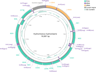 Genetic chronicle of the capybara: the complete mitochondrial genome of Hydrochoerus hydrochaeris