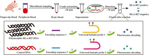 A Cost-Effective and Labor-Saving Method for Detecting Human Leukocyte Antigen B27 Status via Sequence-Encoded Fluorescence Amplification Assay