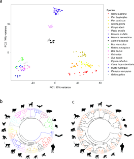 Characterizing patterns of selection pressure on mammalian antiviral immune response