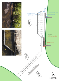 Semi-automated system for capturing and removing invasive carp during seasonal migrations