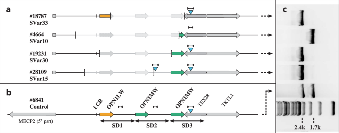 Pitfalls in the genetic testing of the OPN1LW-OPN1MW gene cluster in human subjects