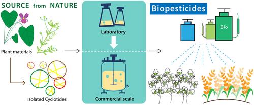 Cyclotides: The next generation in biopesticide development for eco-friendly agriculture