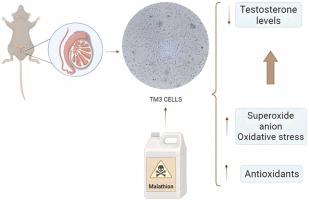 Lower malathion concentrations reduce testosterone biosynthesis by Leydig TM3 cells in vitro by altering cellular redox profile and inducing oxidative damage