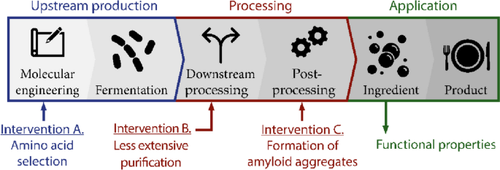 Exploring Functionality Gain for (Recombinant) β-Lactoglobulin Through Production and Processing Interventions