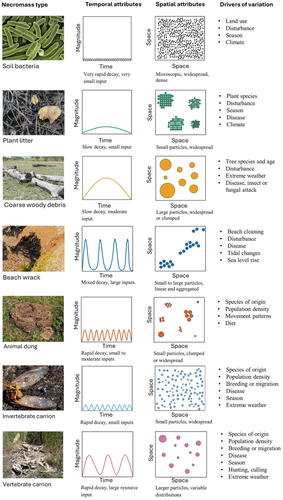 Disentangling Ecosystem Necromass Dynamics for Biodiversity Conservation