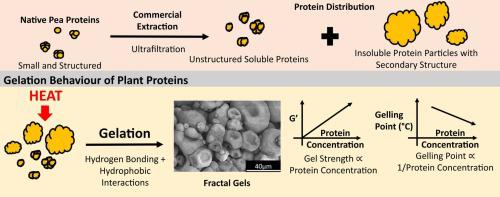 Pea and soy protein isolate fractal gels: The role of protein composition, structure and solubility on their gelation behaviour