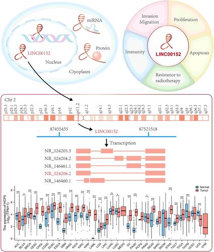 LINC00152: Potential driver oncogene in pan-cancer