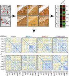 Hydromethylthionine rescues synaptic SNARE proteins in a mouse model of tauopathies: Interference by cholinesterase inhibitors