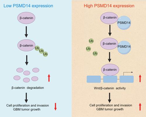 Deubiquitinase PSMD14 promotes tumorigenicity of glioblastoma by deubiquitinating and stabilizing β‐catenin