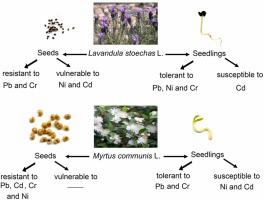 Exploring the effects of metallic toxicity on the seed germination and initial growth of Lavandula stoechas L. and Myrtus communis L.: Towards promoting the dissemination of aromatic plants in contaminated lands