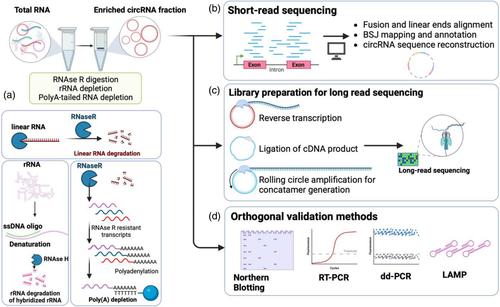 Current advances in circular RNA detection and investigation methods: Are we running in circles?