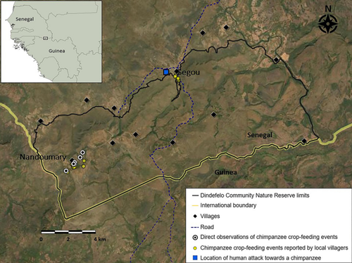 Savanna chimpanzee (Pan troglodytes) crop feeding at Dindefelo, Senegal: challenges and implications for conservation