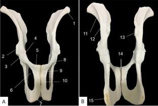 Anatomical study of the hind limb of capybaras (Hydrochoerus hydrochaeris)