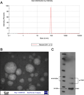 The Comparative Effect of Plasma Exosomes of Young and Old People on the Expression of BCL-2 and BAX Genes in Hematopoietic Stem Cells