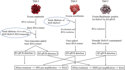 Whole-Genome Sequencing-Based Confirmatory Methods on RT-qPCR Results for the Detection of Foodborne Viruses in Frozen Berries