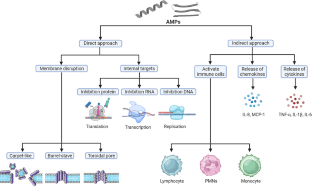 Antimicrobial Peptides (AMPs): New Perspectives on Their Function in Dermatological Diseases