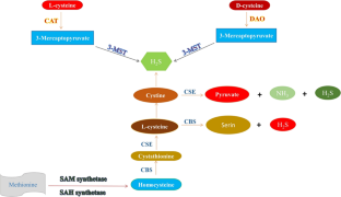 The functions of hydrogen sulfide on the urogenital system of both males and females: from inception to the present