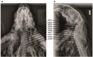 Anatomical description of brachial plexus nerves in orange-spine hairy dwarf porcupine (Sphiggurus villosus Cuvier, 1823) (Rodentia: Erethizontidae)