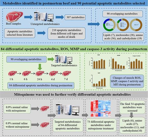 Identifying the Potential Apoptotic Metabolites in Postmortem Beef Muscle by Targeted Metabolomics.