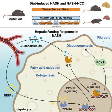 A 5:2 intermittent fasting regimen ameliorates NASH and fibrosis and blunts HCC development via hepatic PPARα and PCK1