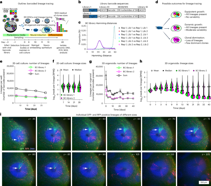 Cerebral organoids display dynamic clonal growth and tunable tissue replenishment