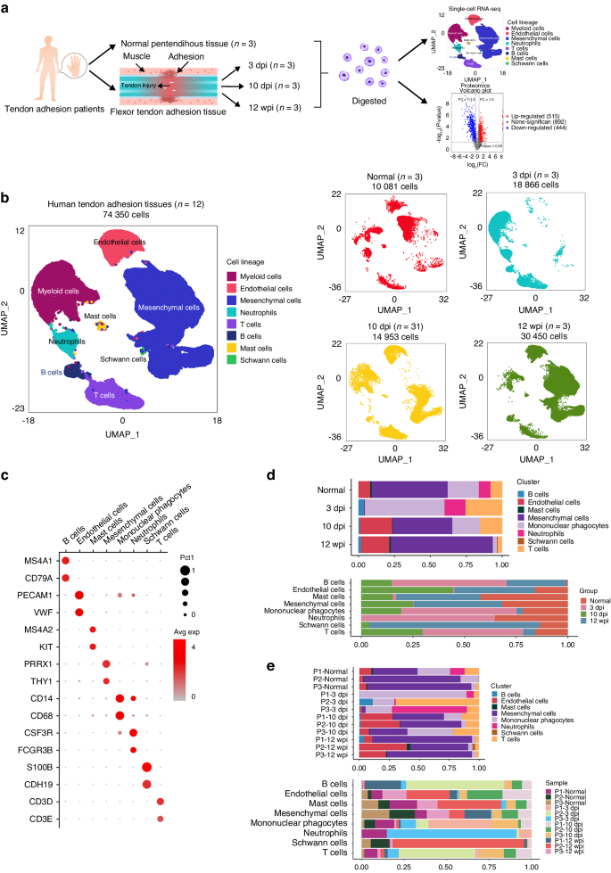 Multi-omics analysis of human tendon adhesion reveals that ACKR1-regulated macrophage migration is involved in regeneration