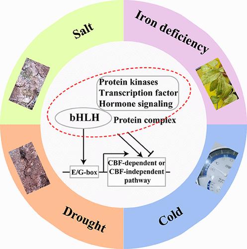 Functions of Basic Helix–Loop–Helix (bHLH) Proteins in the Regulation of Plant Responses to Cold, Drought, Salt, and Iron Deficiency: A Comprehensive Review