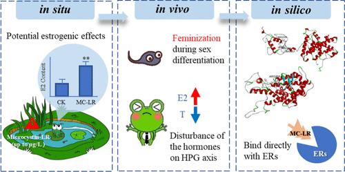 Microcystin-LR Induces Estrogenic Effects at Environmentally Relevant Concentration in Black-Spotted Pond Frogs (<i>Pelophylax nigromaculatus</i>): <i>In Situ</i>, <i>In Vivo</i>, <i>In Vitro</i>, and <i>In Silico</i> Investigations.