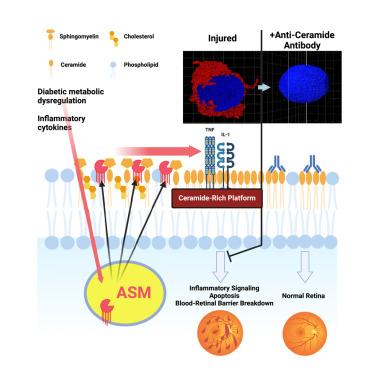 Diabetic retinopathy is a ceramidopathy reversible by anti-ceramide immunotherapy