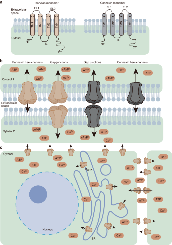 Pannexins in the musculoskeletal system: new targets for development and disease progression