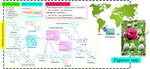 Phytochemistry and pharmacology of alkaloids from Papaver spp.: a structure–activity based study