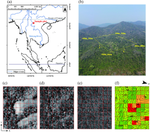 Overstory functional groups indicate the legacy of land use in a secondary tropical forest in southwestern China