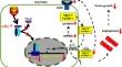 Potential treatment of squamous cell carcinoma by targeting heparin-binding protein 17/fibroblast growth factor-binding protein 1 with vitamin D<sub>3</sub> or eldecalcitol.