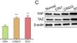 YAP/TAZ-TEAD activity promotes the malignant transformation of cervical intraepithelial neoplasia through enhancing the characteristics and Warburg effect of cancer stem cells.