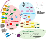 The Plasma Kallikrein-Kinin System: A Hematological Target for Environmental Contaminants