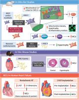 Mitochondrial Ca2+ Uniporter–Dependent Energetic Dysfunction Drives Hypertrophy in Heart Failure