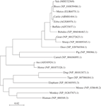 An Exhaustive Structural Scrutiny and Initial Functional Appraisal of the Yak SLC11A1 Gene