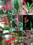 Nomenclatural and taxonomic notes on Salvia sections Nobiles and Angulatae (Lamiaceae: Mentheae), with updated identification keys for these sections in Brazil